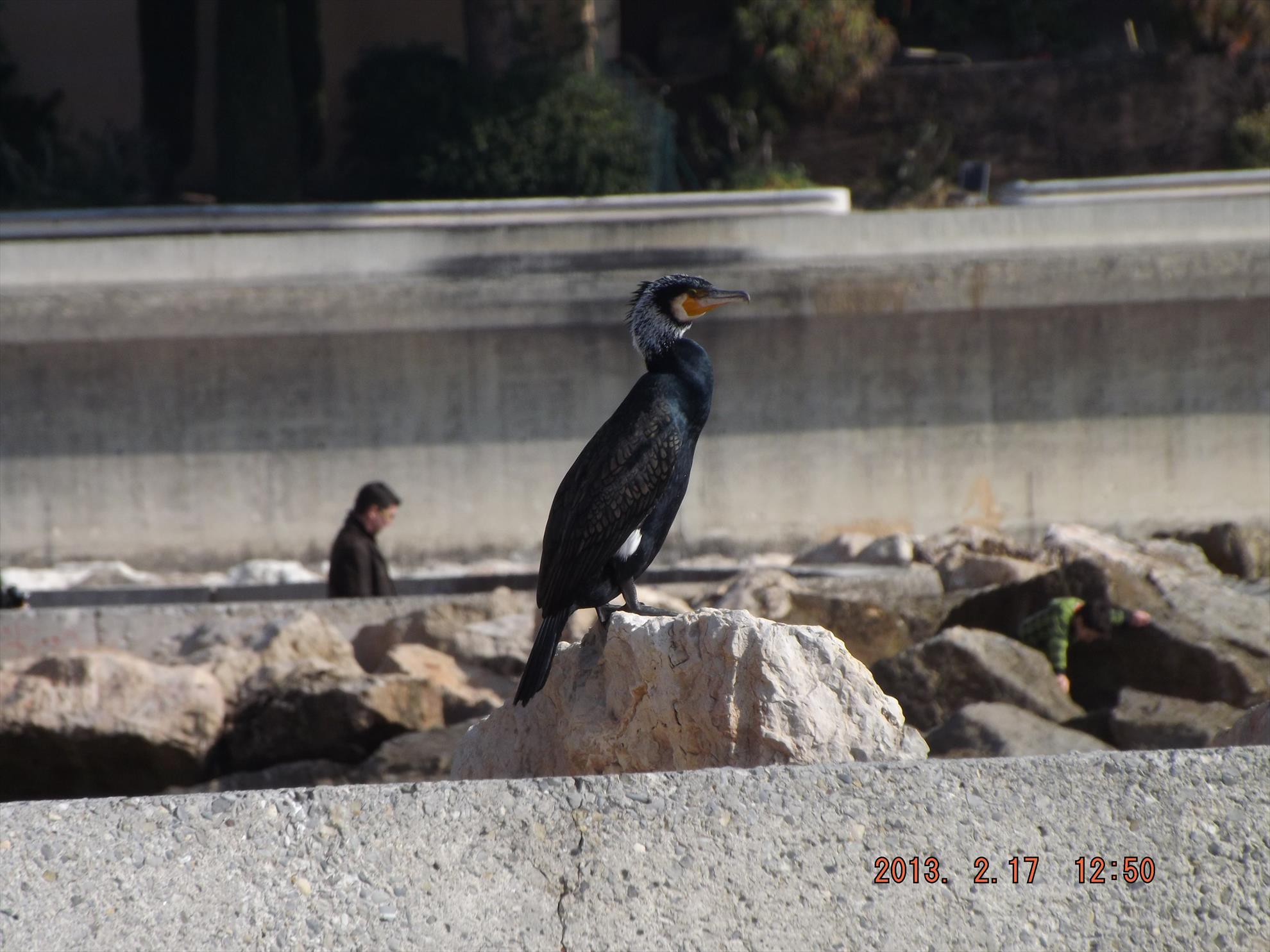 Pasari salbatice - dscf0190.jpg